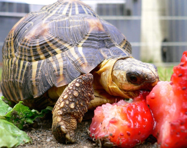 turtle diet