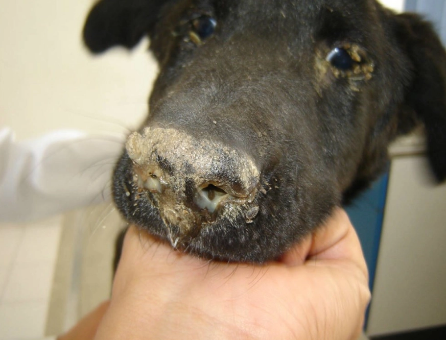 distemper in dogs treatment distemper in dogs treatment