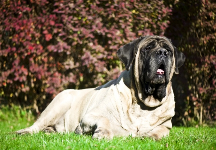 english mastiff cost
