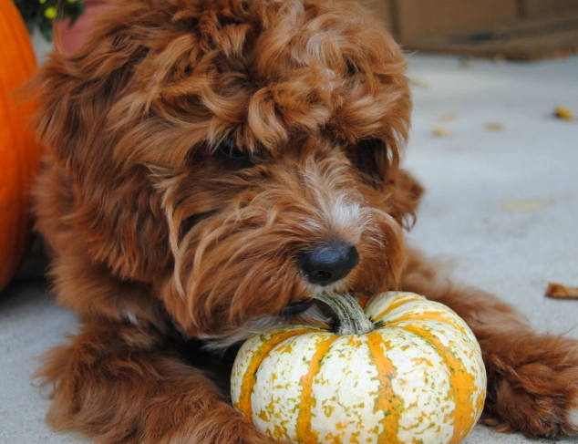 pumpkin for dogs pumpkin for dogs