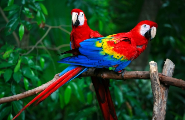 parrot care tips parrot care tips