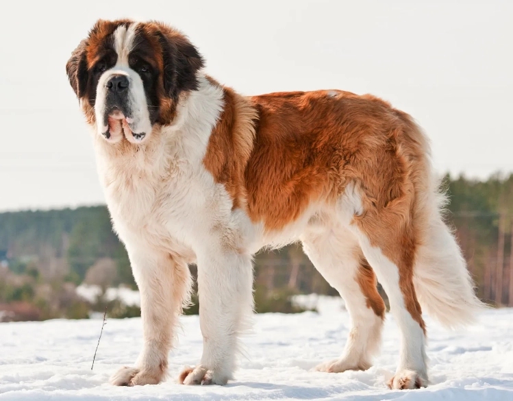 saint bernard dog