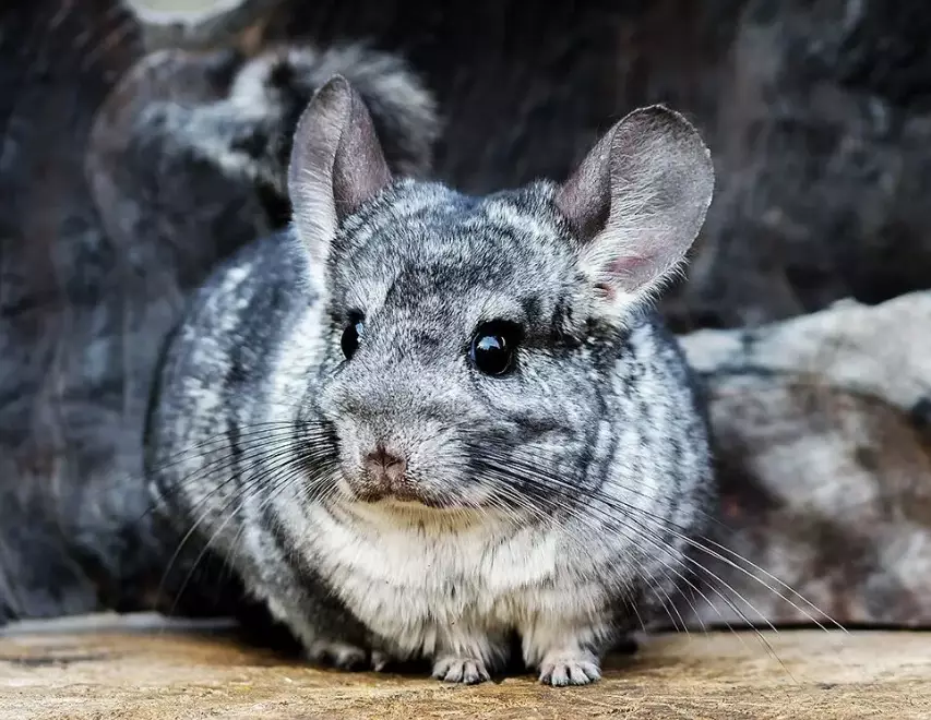 chinchilla diet
