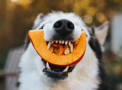 benefits of pumpkin for dogs benefits of pumpkin for dogs