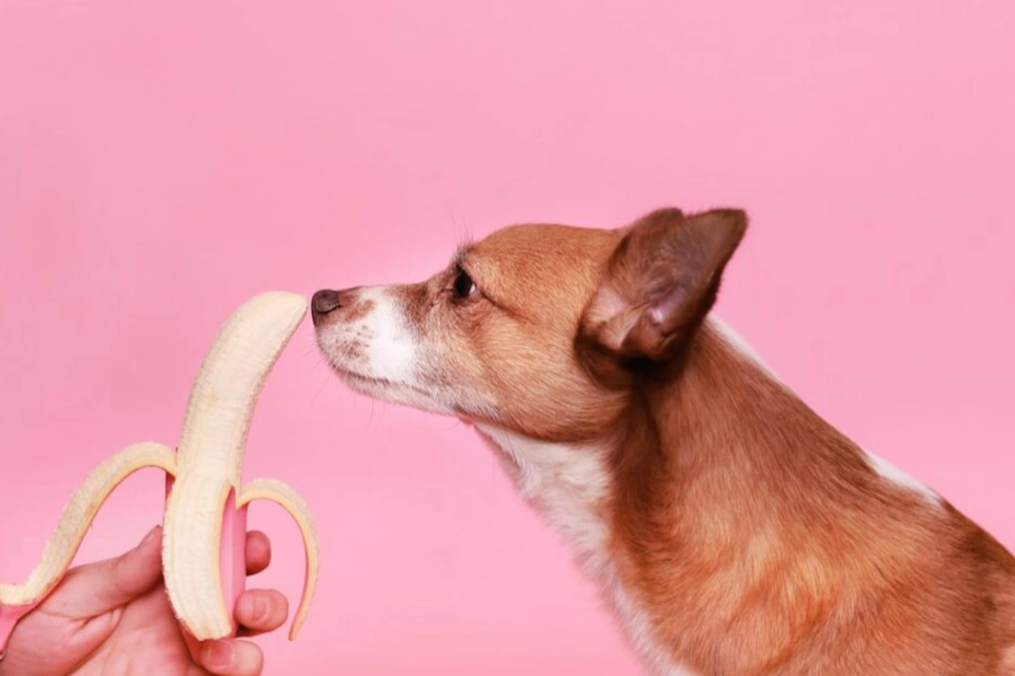 bananas for dogs