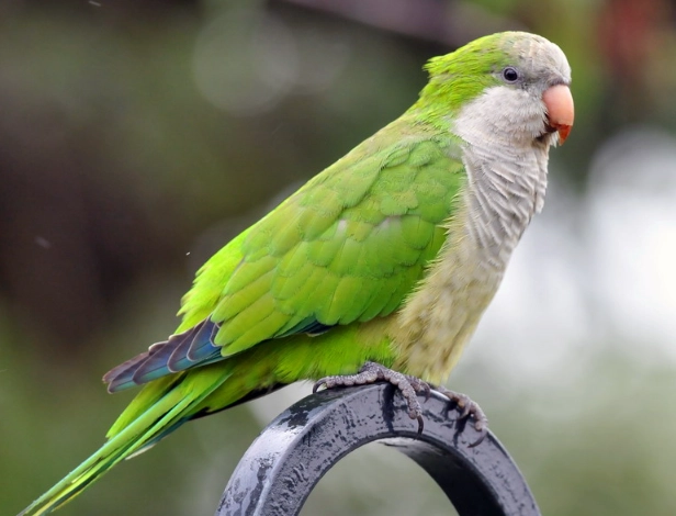 parrot care tips parrot care tips