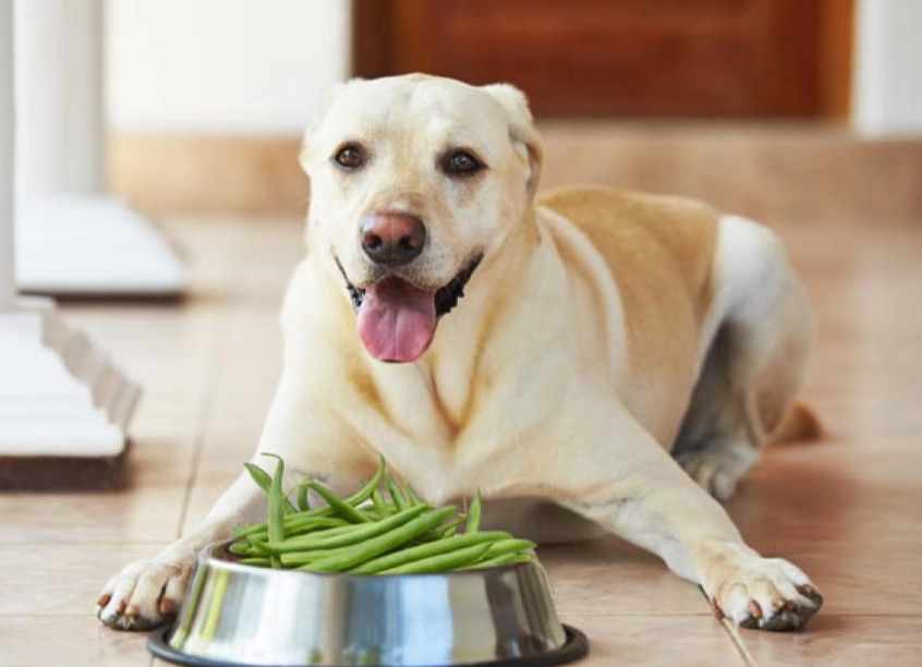 green beans for dogs green beans for dogs
