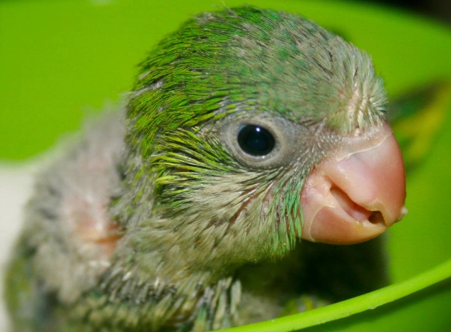 parrot care tips parrot care tips