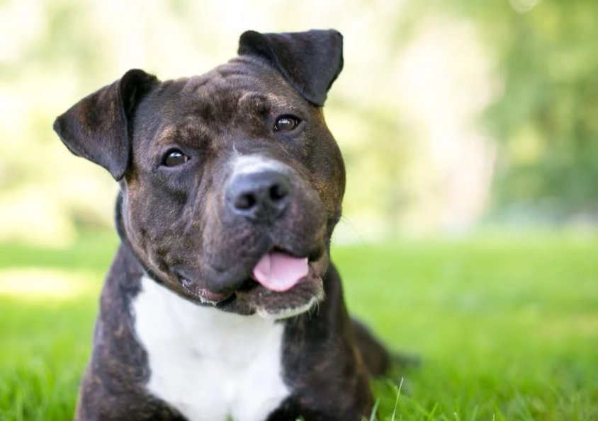 pit bull terrier temperament pit bull terrier temperament