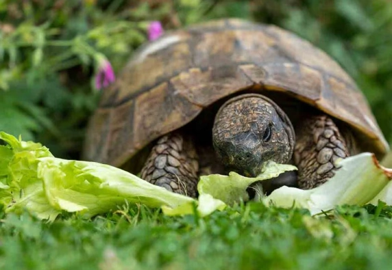 turtle diet