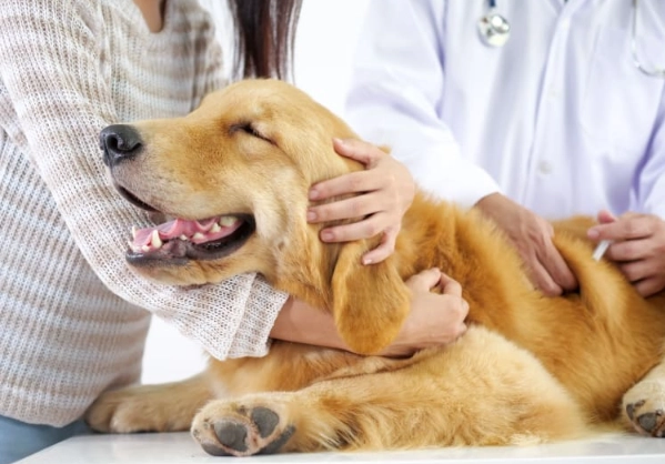 dog vaccination side effects dog vaccination side effects