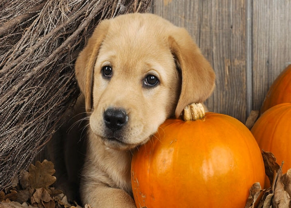 can dogs eat pumpkin can dogs eat pumpkin