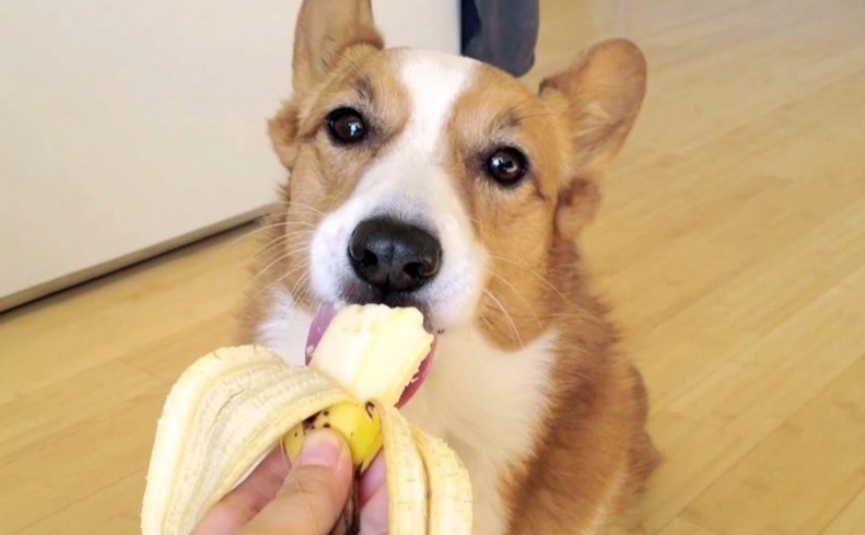 feeding bananas to dogs