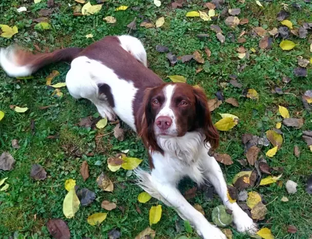 dhpp vaccine schedule dhpp vaccine schedule