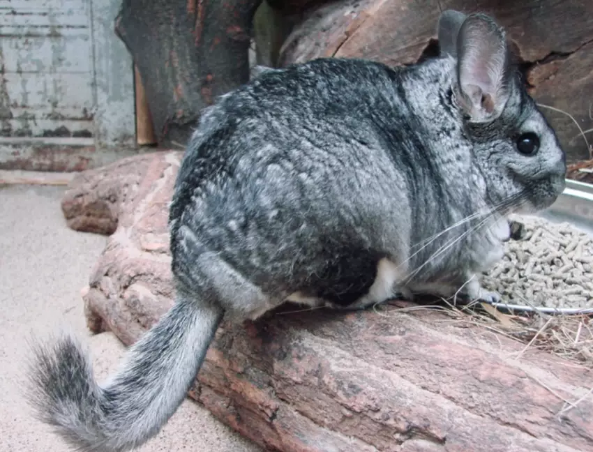 chinchilla lifespan