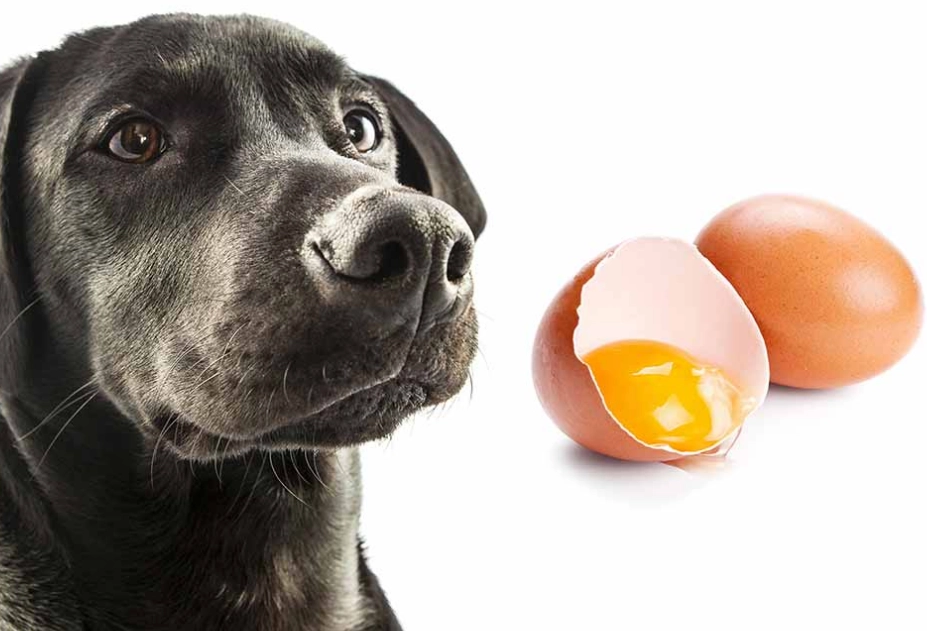 eggs for dogs