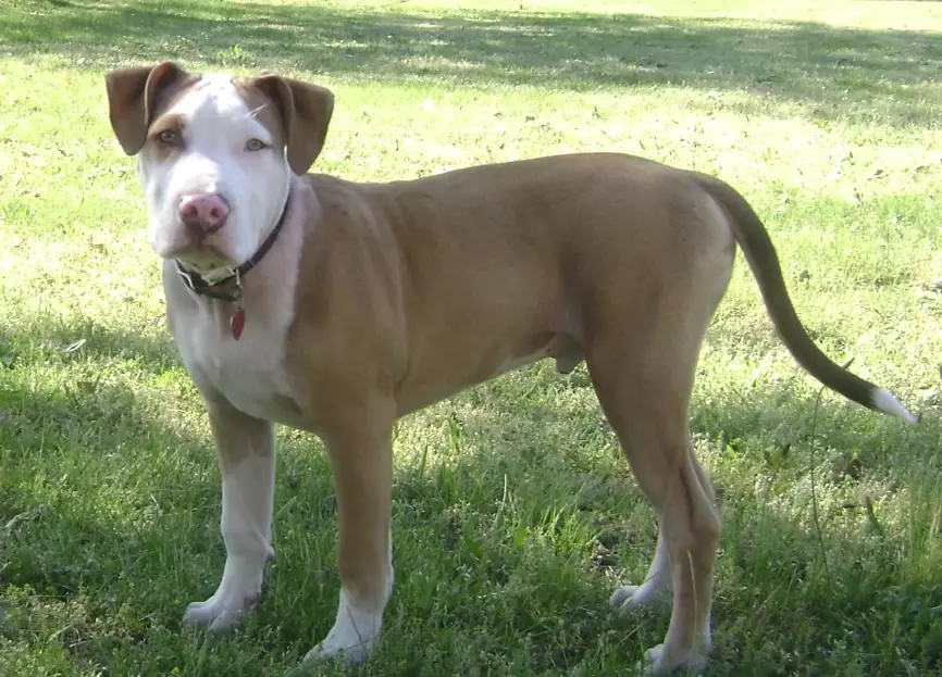 are pit bulls dangerous are pit bulls dangerous