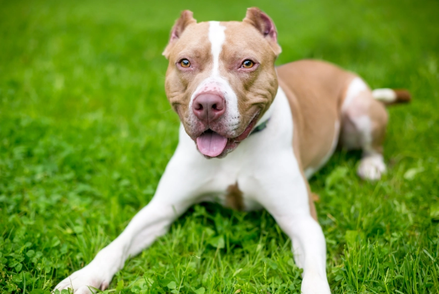 pit bull terrier temperament pit bull terrier temperament