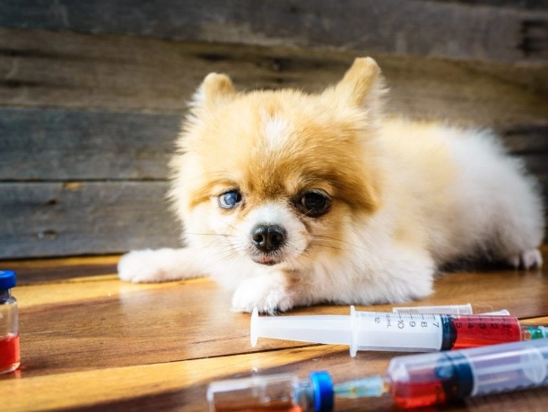 dog vaccination side effects dog vaccination side effects