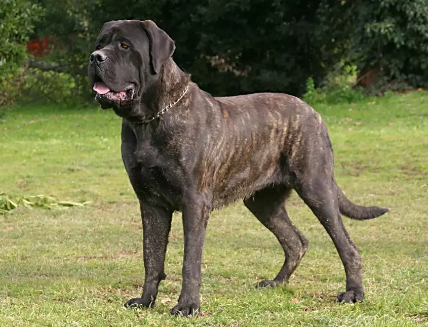 english mastiff