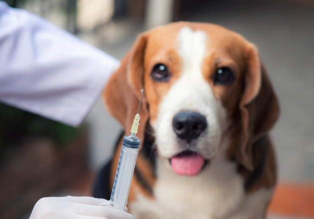 dhpp vaccine schedule dhpp vaccine schedule