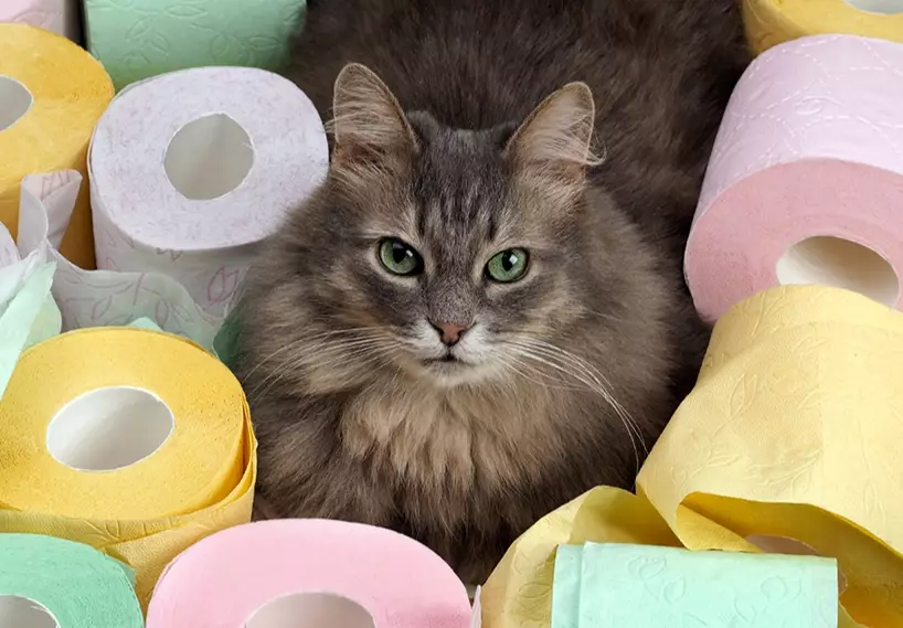 cat diarrhea home remedies cat diarrhea home remedies