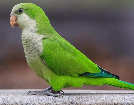 how long do parrots live how long do parrots live