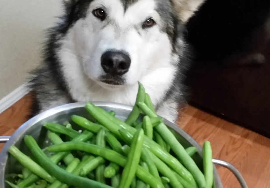 are green beans good for dogs are green beans good for dogs