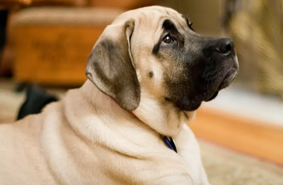 english mastiff cost