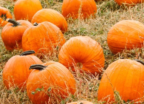 can dogs eat pumpkin can dogs eat pumpkin