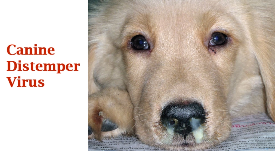 canine distemper symptoms canine distemper symptoms