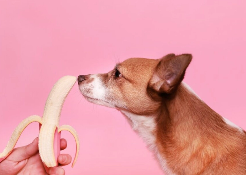 can dogs eat bananas