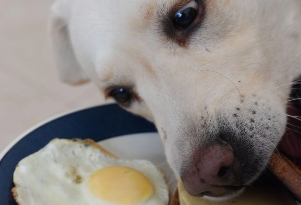 feeding eggs to dogs