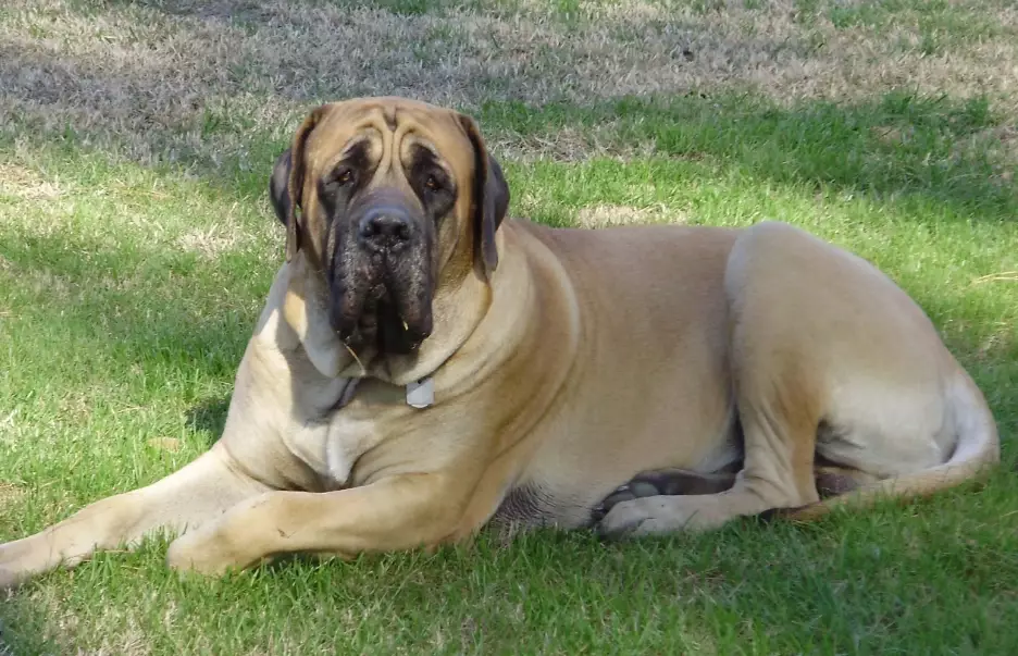 english mastiff size