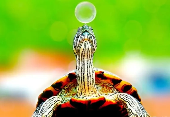 turtle lifespan turtle lifespan