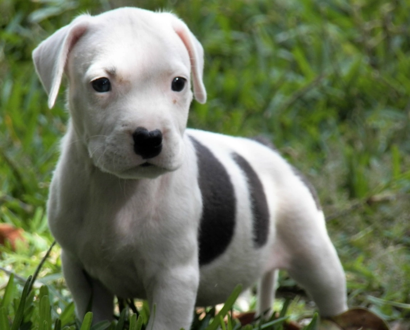 are pit bulls dangerous are pit bulls dangerous