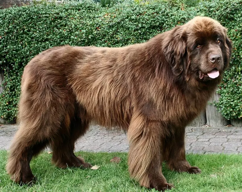 newfoundland dog size