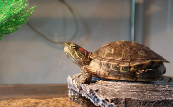 pet turtle care pet turtle care