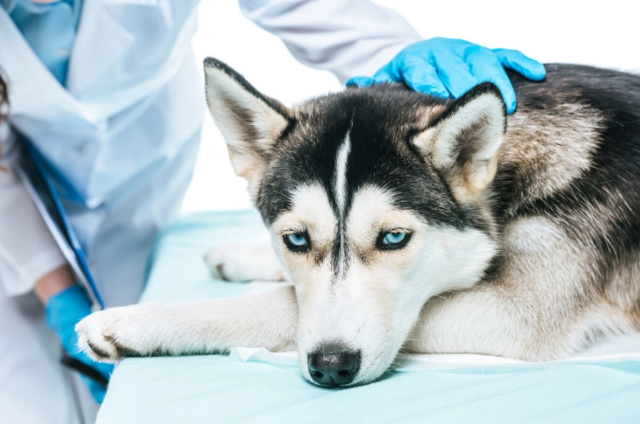 canine distemper symptoms canine distemper symptoms