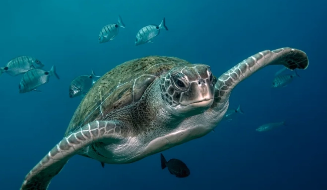 turtle lifespan turtle lifespan