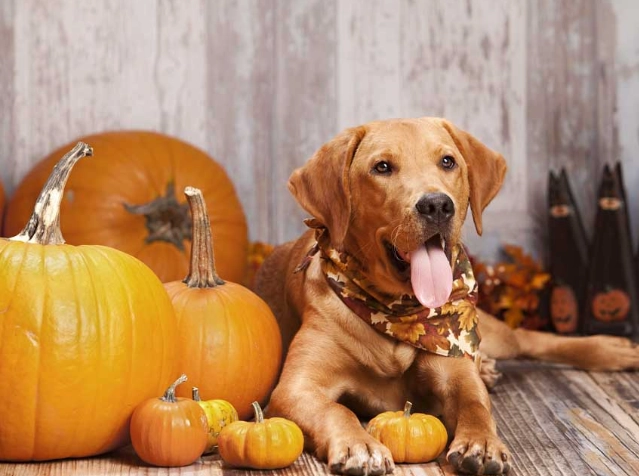 pumpkin for dogs pumpkin for dogs