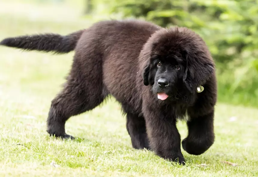 newfoundland dog temperament