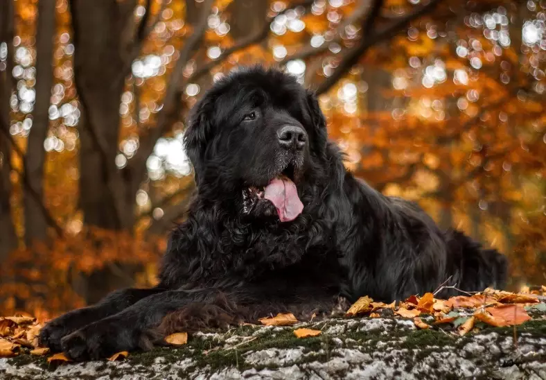 newfoundland dog care