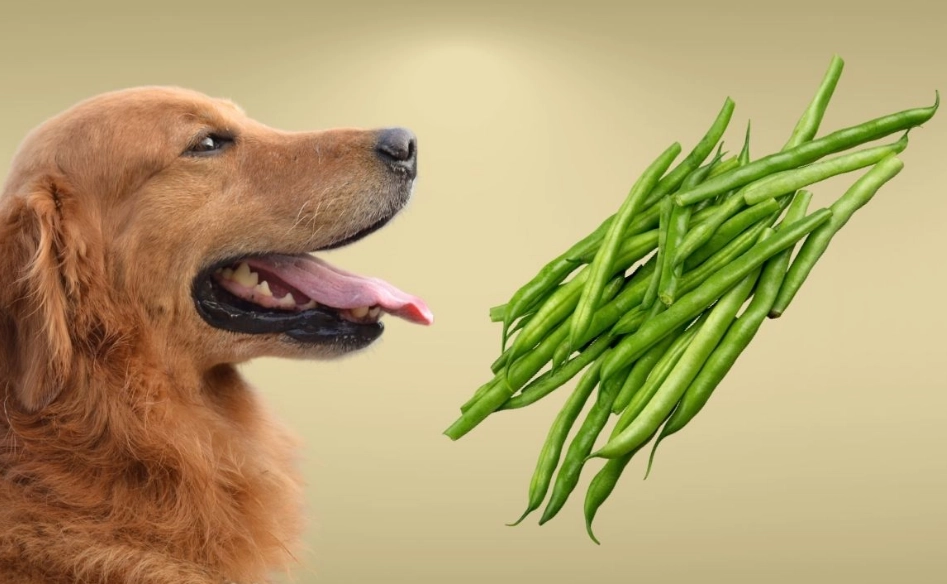 are green beans good for dogs are green beans good for dogs