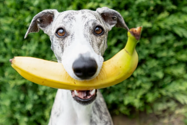 bananas for dogs