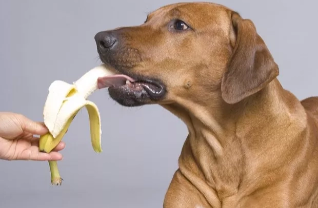 can dogs eat bananas