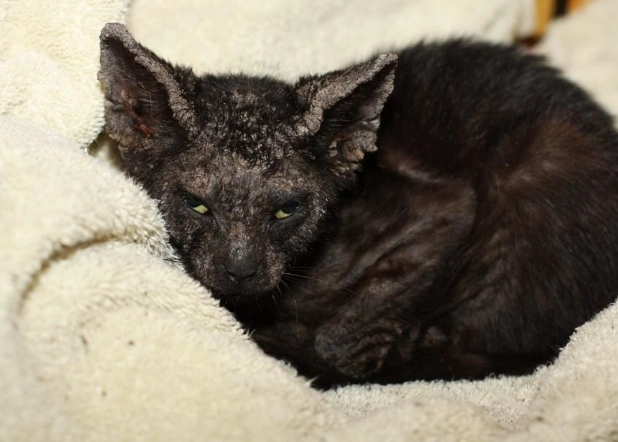 demodectic mange cats