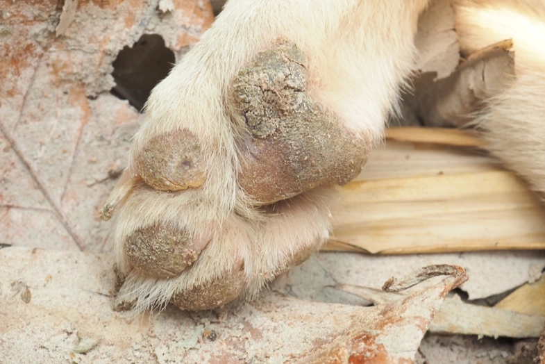 canine distemper vaccine