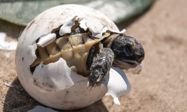 pet turtle care pet turtle care