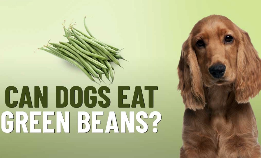 are green beans good for dogs are green beans good for dogs